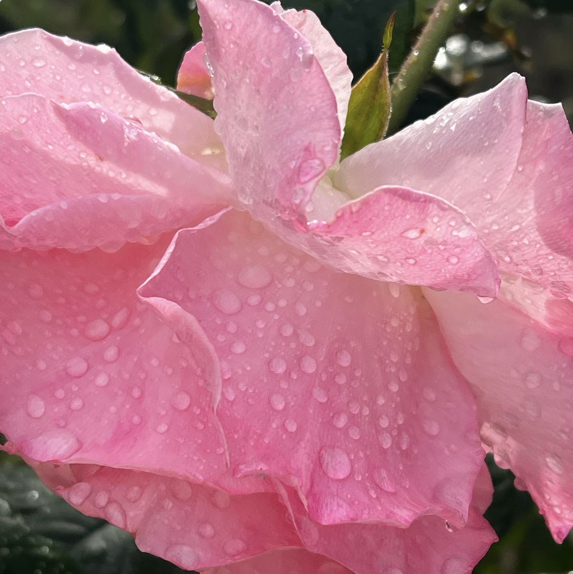 For Hope — Flower Essence Medicine Line — Gaby Azorsky